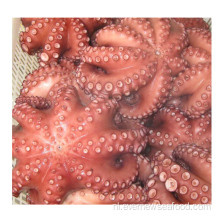 Levende octopus te koop